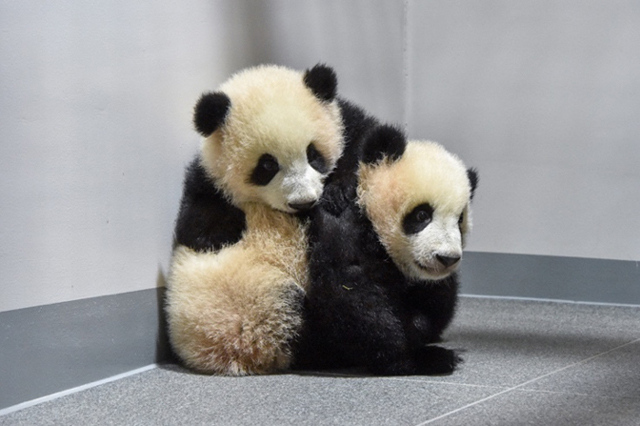 上野動物園 双子のパンダシャオシャオ&レイレイ1歳の誕生日 “パンダだらけ”上野の街はパンダフィーバー!｜TBS NEWS DIG