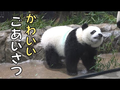 シャオシャオくん、かわいいごあいさつでファンサービス♪双子パンダ  Xiao Xiao 's meet and greet with fans. twin pandas | Ueno Zoo